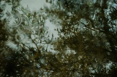 Background of the view on a lake with the reflection of large trees, drops of Stock Photos