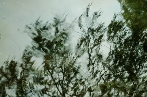 Background of the view on a lake with the reflection of large trees, drops of Stock Photos