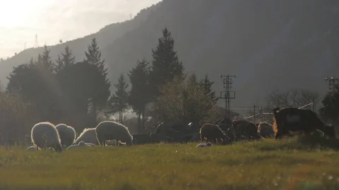 Background View of Mountain, Trees and Grazing Sheeps with Light Haze and Smo Stock Footage 87205300