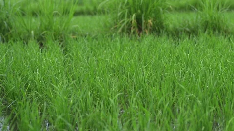 Background view new green field healthy rice in summer. business agriculture Video stock 115129736