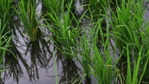 Background view new green field healthy rice business. agriculture health farm 스톡 동영상 115129838