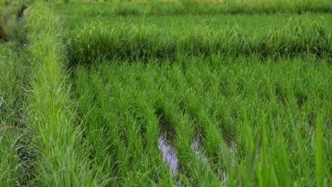 Background view new green field healthy rice in summer. business agriculture Stock Footage 115129870