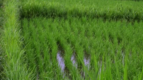 Background view new green field healthy rice in summer. business agriculture Stock Footage 115595488