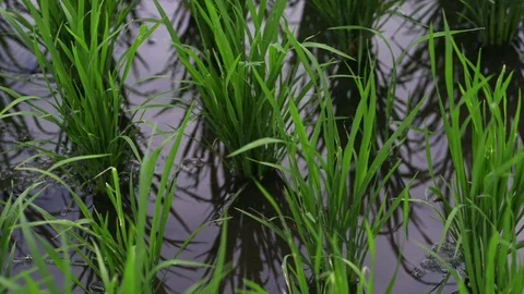 Background view new green field healthy rice business. agriculture health farm Video stock 115599282