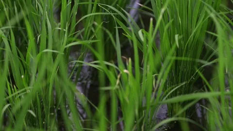 Background view new green field healthy rice in summer. business agriculture Stock Footage 115634007