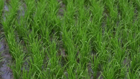 Background view new green field healthy rice business. agriculture health farm Stock Footage 119995702