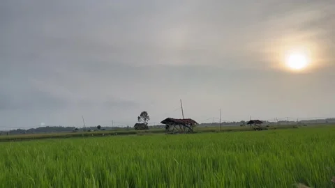 Background view of rice field area. Natural view of green rice field area Stock Footage 305160095