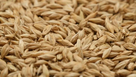 Background view of rotate Barley grains Vidéo 162645267