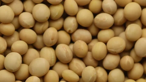 Background view of rotate Soybeans 库存影片 162608445
