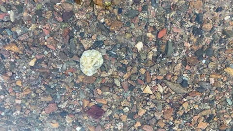 Background with a view of the seabed with shells and stones Stock-Footage 165026971