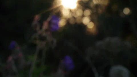 Background, a view of the sun's rays at sunset through wildflowers Stock Footage 278144431