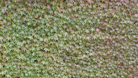 A background view of a wall covered in climbing ivy leaves.  Stock Footage 345265115