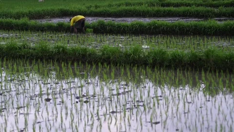 Background view young green shoot of rice. view of traditional terraces. growing 스톡 동영상 115130136