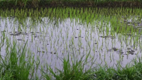 Background view young green shoot of rice. growing in water paddy beautiful Stock Footage 115595632