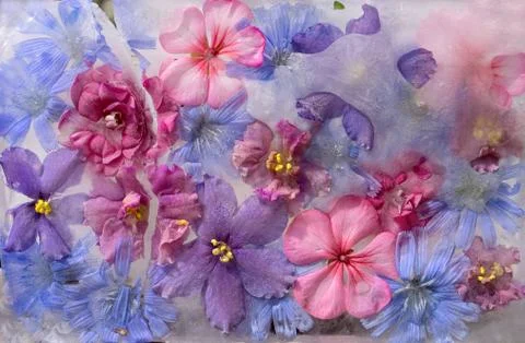 Background of violet,  balsamine, geranium, chicory (succory) flower   frozen Stock Photos