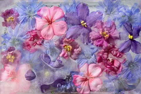 Background of violet,  balsamine, geranium, chicory (succory) flower   frozen Stock Photos