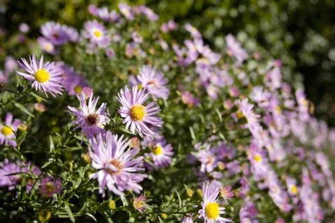 Background of violet chamomiles Stock Photos