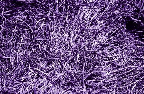 Background violet texture burnt grass, ash a grass. Abstract background. Stock Photos