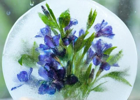 Background of  Vnca  flower    in ice   cube with air bubbles. Stock Photos