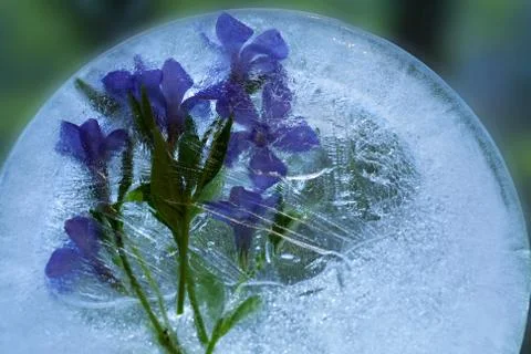 Background of  Vnca  flower    in ice   cube with air bubbles. Stock Photos