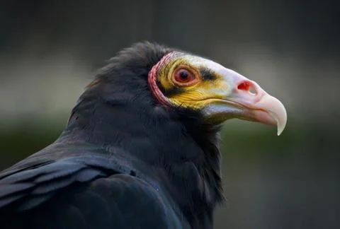 Background with a vulture looking aside somewhere Foto stock