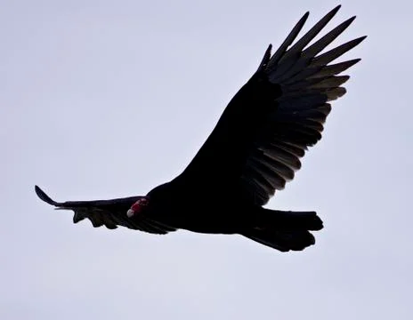 Background with a vulture in the sky Stock Photos