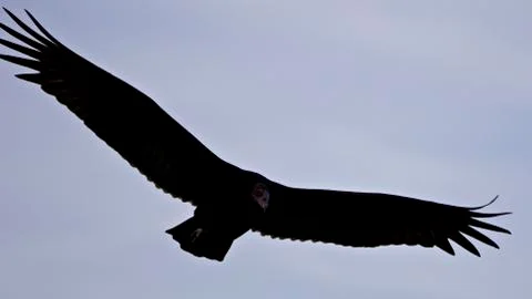 Background with a vulture in the sky Stock Photos