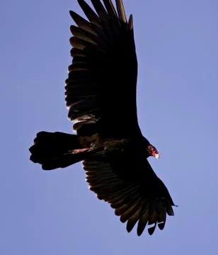 Background with a vulture in the sky Stock Photos