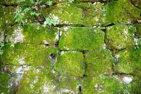 Background wall of arranged rocks in layers covered by green moss. Stock Photos