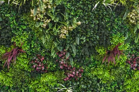 The background wall of herbaceous plants is made of green material. wallpap.. Stock Photos