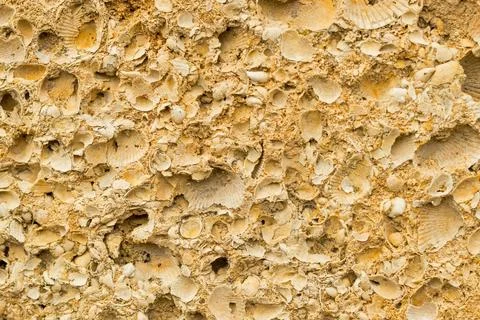 Background with wall from shell rock material Stock Photos