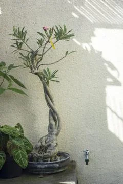 Background of wall with various plants. Negative space of nature concept Stock Photos