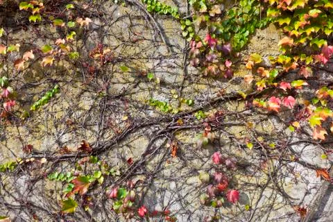 Background of warm colored autumn leafs Stock Photos