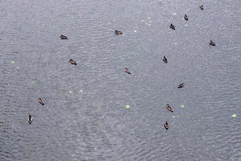 Background water with ducks Stock Photos
