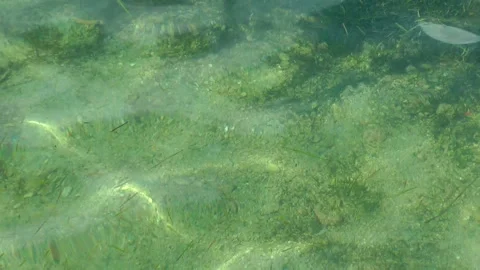 Background with waves on transparent water. Stock Footage 155068650