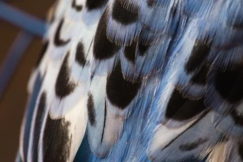 Background of wavy parrot's feathers Stock Photos