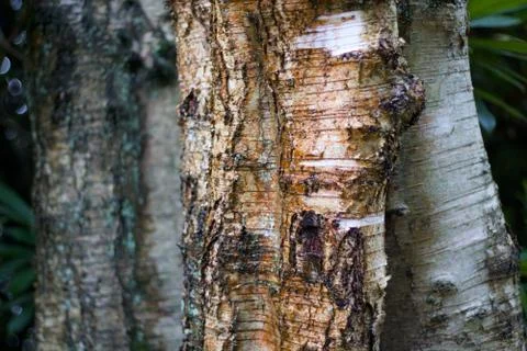 Background of weathered silver birch tree trunks on damp day Stock Photos