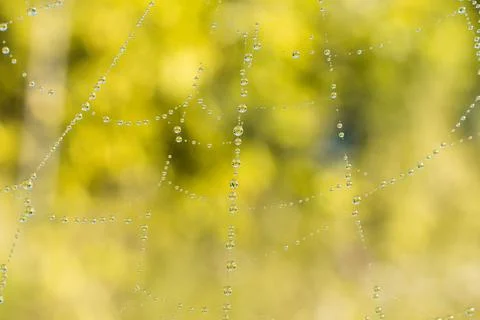 Background web close-up... Stock Photos