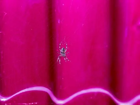 Background with web, spider on the web, background with spider Stock Photos