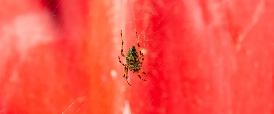 Background with web, spider on the web, background with spider Stock-Fotos