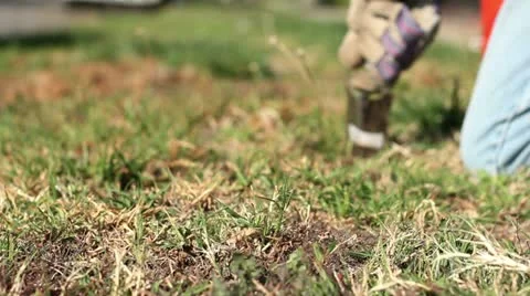 Background Weeding Video stock 10804314