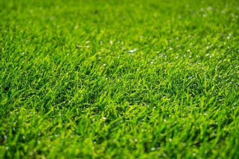 Background of wet green grass texture Stock Photos