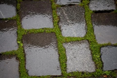 Background from the wet pavement with grass Foto stock