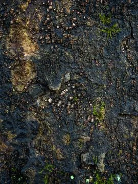 Background from wet tree bark. Dark bark. Uneven natural background. Stock Photos