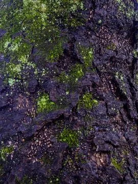 Background from wet tree bark. Dark bark. Uneven natural background. Stock Photos