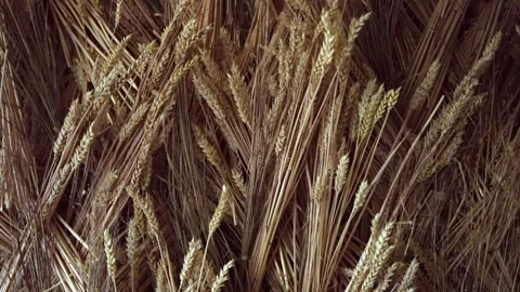 Background of wheat ears gathered together. Stock Footage 311241212