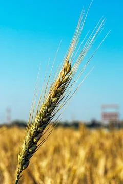 Background with wheat ears Stock Photos