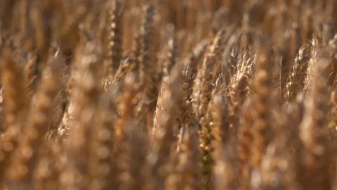 Background wheat field growing crops in England summer harvest UK 4K Видео 112957402