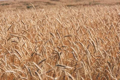 Background of the wheat field Stock Photos