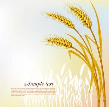 Background with wheat Stock Illustration
